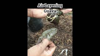 Best Way Grow Vine In Just 30 Days #fruit #grafting #graftingexamples #gardening #guava