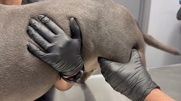 Intramuscular (IM) Injection