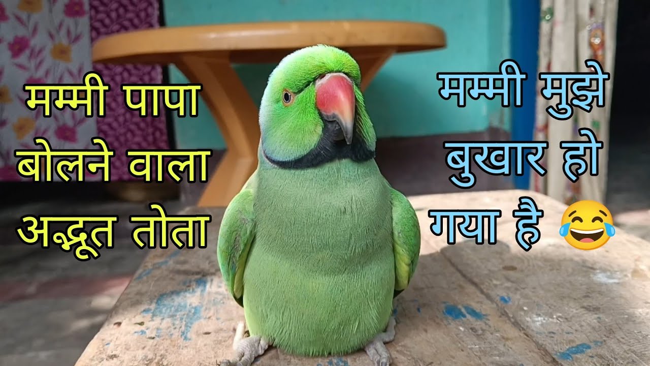 Parrot talking mummy papa 😱 parrot talking radhe radhe 🙏राधे राधे बोलने वाला मिट्ठू 🥰 parrot  sound