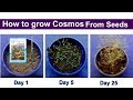 How to grow cosmos from seeds - Cosmos flowers - Tension Free World -