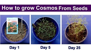 How to grow cosmos from seeds - Cosmos flowers - Tension Free World -