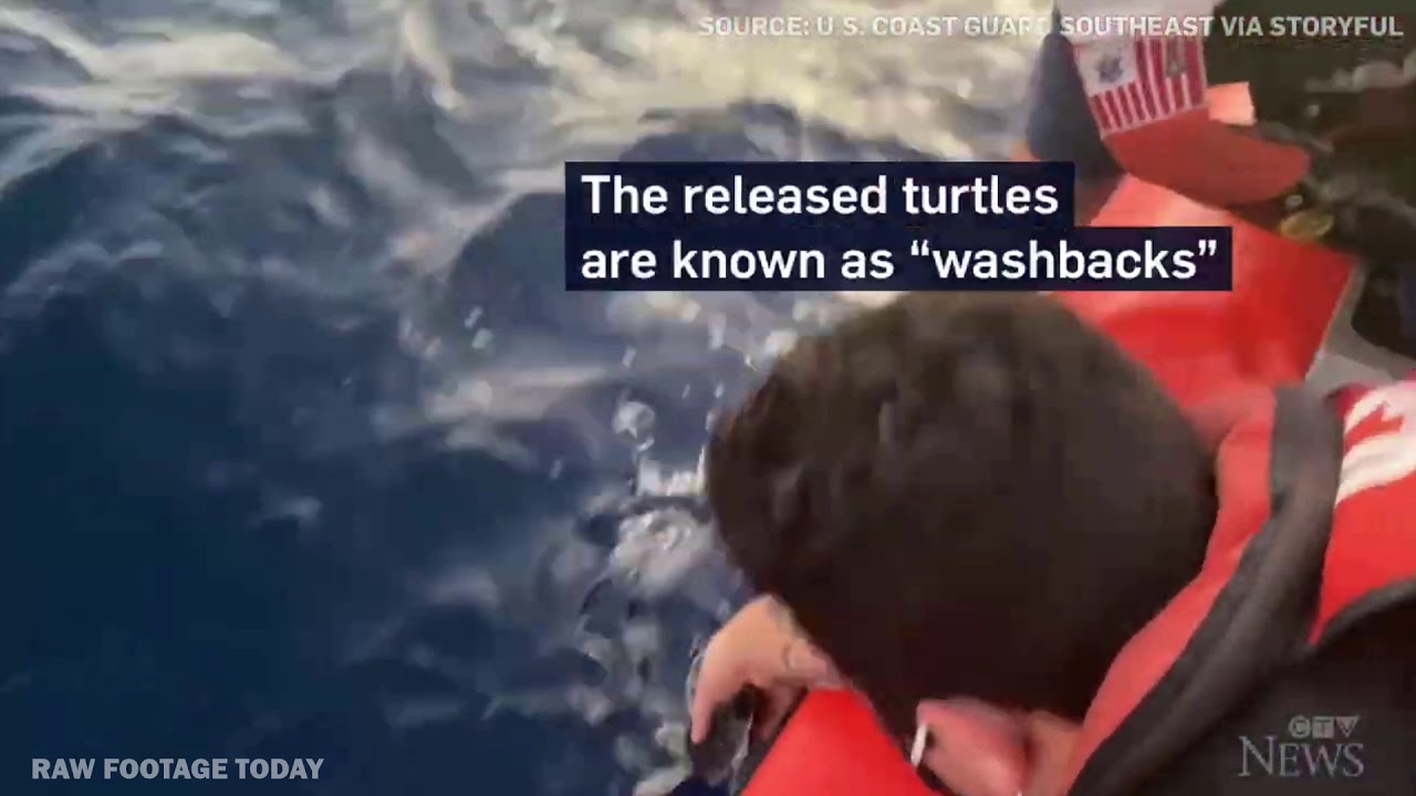 Hundreds of sea turtles are released into the wild - YouTube