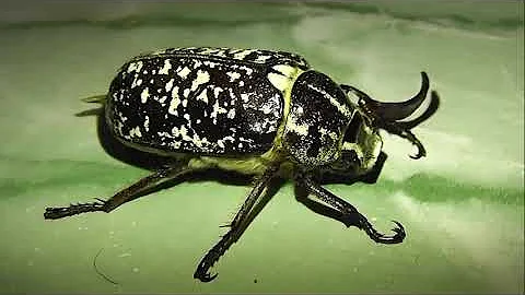 ИНСЕКТАРИЙ: 72. Хрущ Мраморный (Polyphylla fullo)