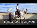 Lusitano with Piaffe - Spanish Walk - 10 yo  SOLD