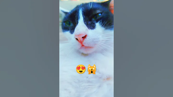 Video 8865901: pet lover funny cats, petted enjoying, cute cat enjoying, feline love, beautiful pets