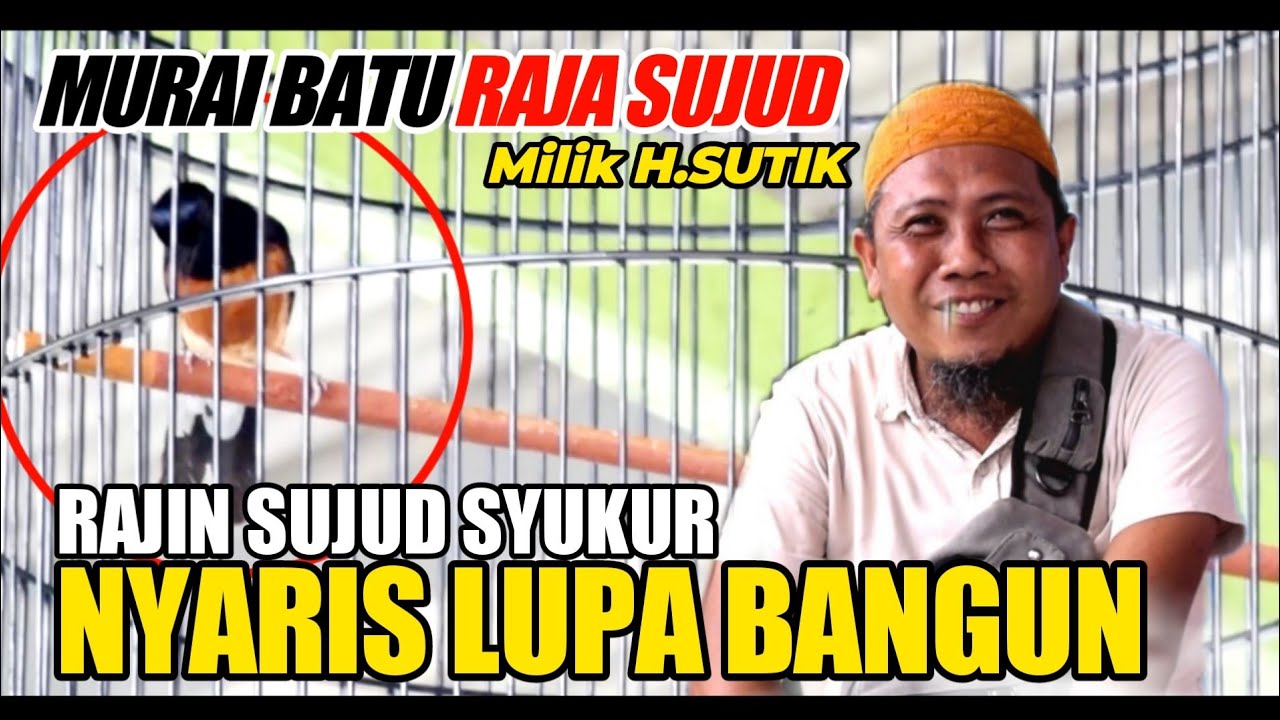 Благодарственное предписание Мурая «Раджа Суджуд» | Схема лечения перед забегом