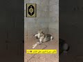 شاهدوا إلى تأثير القرآن على هذا الذئب فالقرآن عظيم فلابد أن يأثر القرآن على حياتنا كلها شاهدوا إلى تأثير القرآن على هذا الذئب فالقرآن عظيم فلابد أن يأثر القرآن على حياتنا كلها
