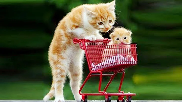 Video 11799051: funny cat compilation, clean funny cat, funniest cats, cute cat