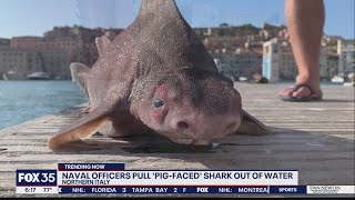 Naval officers pull 'pig-faced' shark out of water screenshot 3