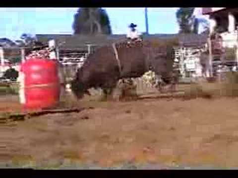 Macawow Rodeo 1999