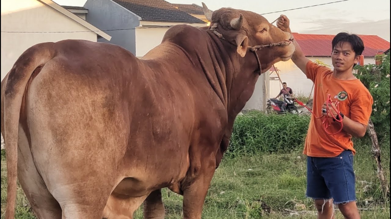 SAPI LIMOSIN CROSS PENJEMPUTAN - YouTube