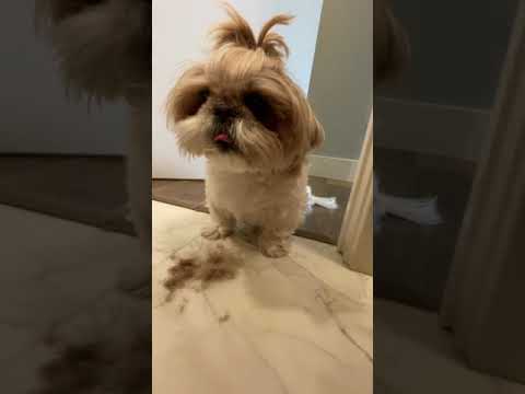 trimming my puppy's face ✂️