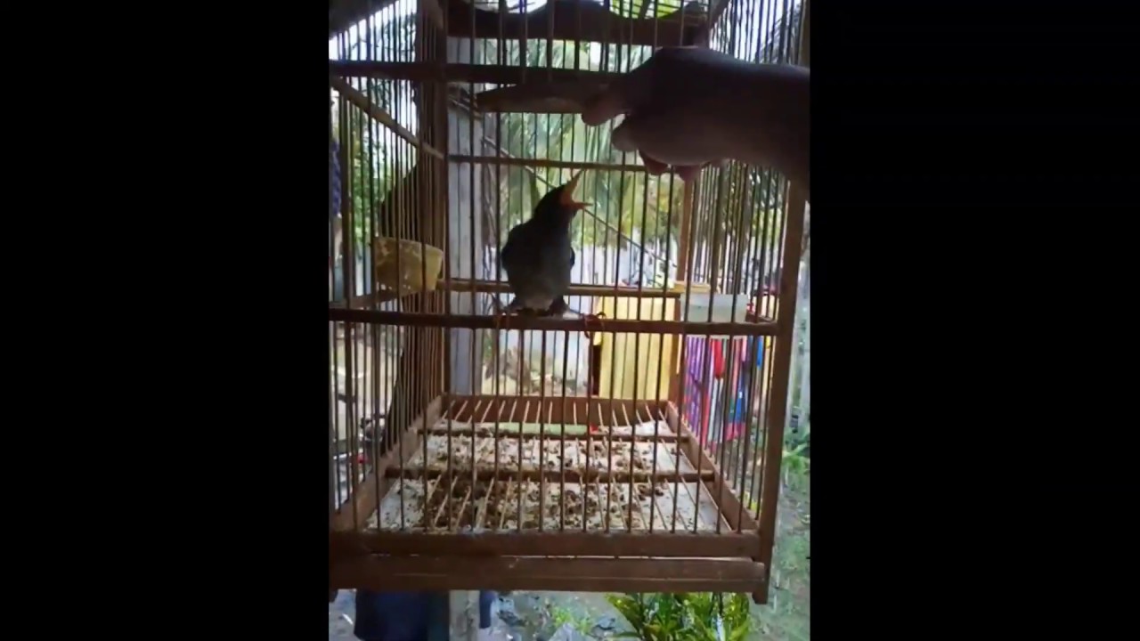 Jalak kebo yang jinak 