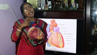 Anatomy of the Heart screenshot 4