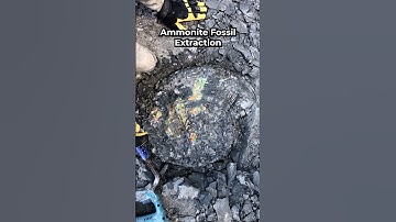 Ammonite Fossil Extraction 🐚🌈