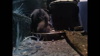 Stumpy the Hedgehog Tumble