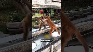 Halten Sie Ihren Haustieren Niemals Einen Spiegel Vor