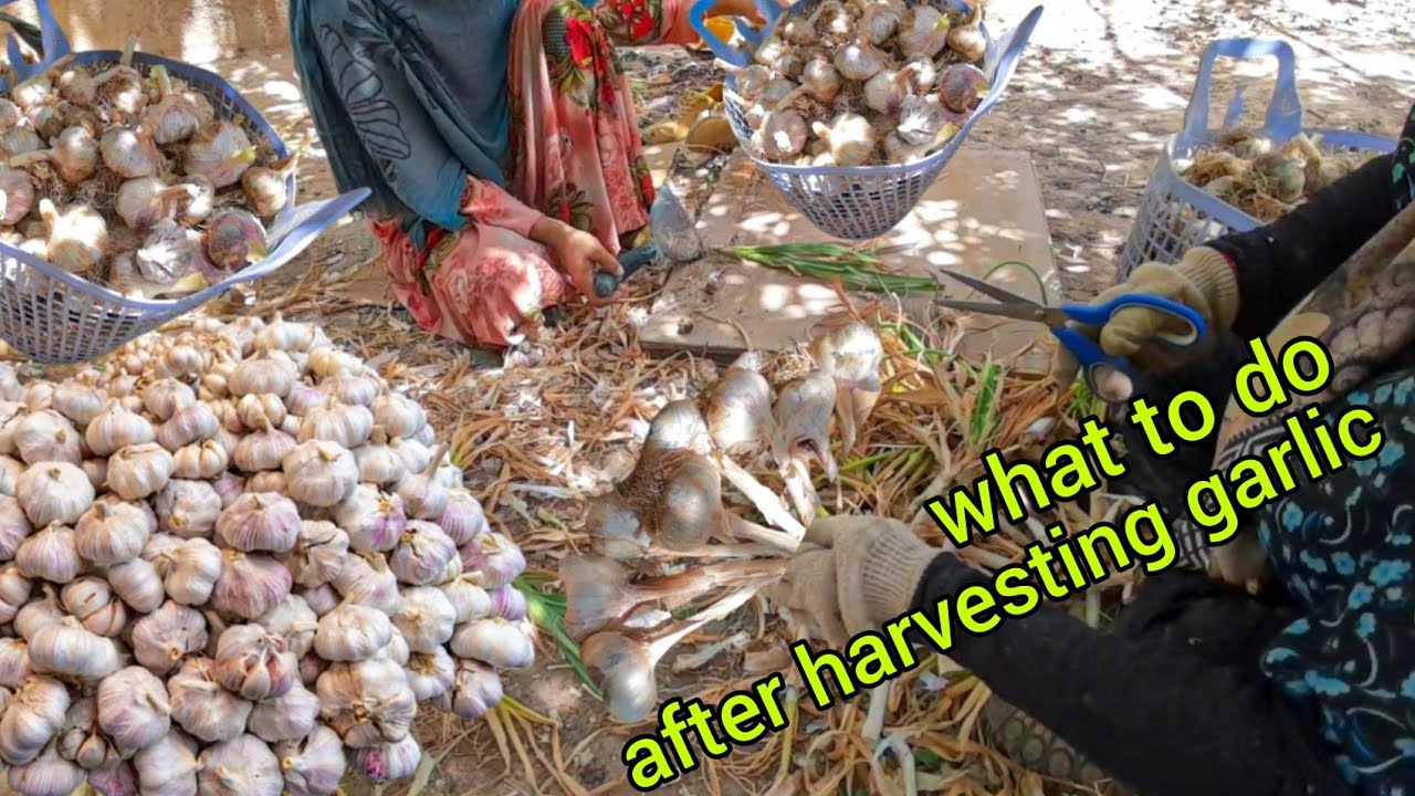 Post-Harvest Care: Cleaning and Storing Your Fresh Garlic