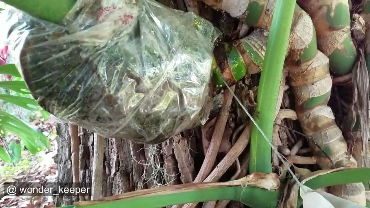 Propagation Massive Size Monstera Deliciosa By Air Layering YouTube