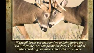 American Expedition Celebrates the Whitetail Deer