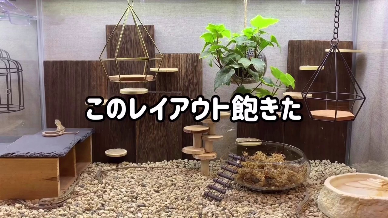 カナヘビ部屋の模様替え Youtube