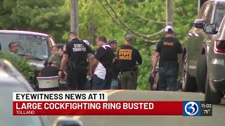 VIDEO: 100 arrested in Tolland cockfighting operation, state police say