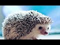 # hedgehog sound #Ёж #музыкальная терапия