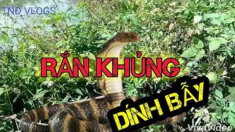 TNĐ VLOGS - BẪY RẮN || Tranh thủ thăm bẫy rắn lâu ngày.. DÍNH RẮN KHỦNG