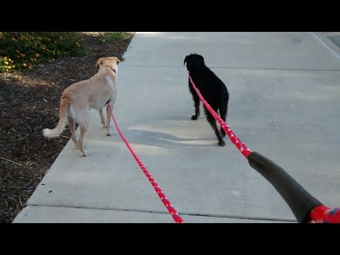 constructing-a-long-(but-cheap)-dog-leash