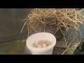 ВАЖЛИВО : Чи можна мити курячі яйця .?? Що робити, якщо яйця у гніздах брудні...