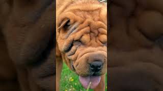 Shar pei dog breed  #sharpei #dogbreeds #dogs