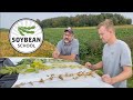 Soybean school what to plant first in 2024