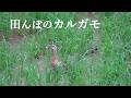 田んぼのカルガモ
