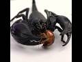 Emperador Escorpion VS 100 Hambriento Сucarachas #araña #scorpio #arañas #bugs #escorpion