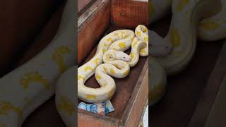 Python snake in bali #python #snake #scary #bali #travel #exploring #indonesia