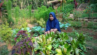Supermarket hidup, ambil segala jenis sayuran untuk makan siang | Hidup di Desa