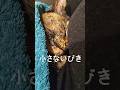 眠り姫のささやき？（※いびき） / Sleeping beauty’s whisper (aka snoring) #サビ猫 #cat #猫のいる暮らし #tortiecat