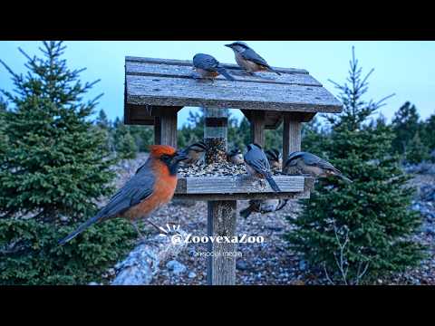 🐦 Peaceful Evening Birds at Twilight 🍃 Calming ASMR Wildlife