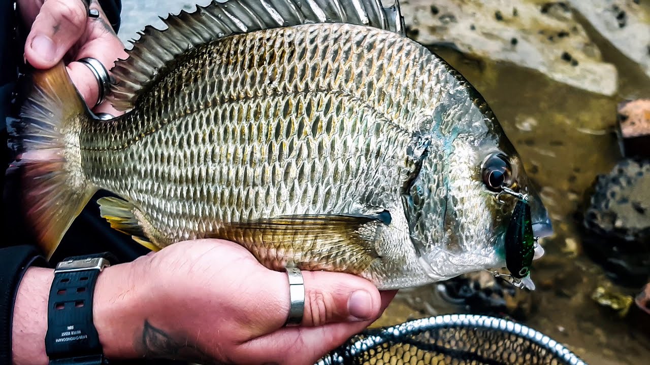 Chasing Bream on cranks and plastics in wild weather Brisbane Waters NSW, Point Frederick/Gosford