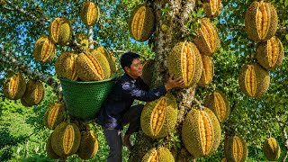 A Huge Jackfruit Harvest in the Countryside – Market Day | Solo Survival
