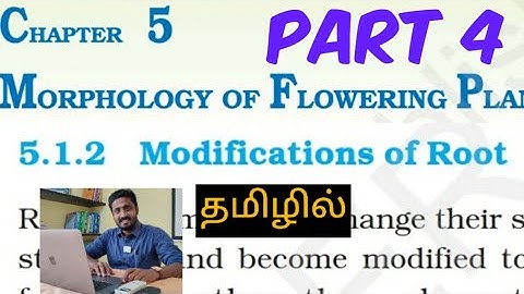 CBSE 11th biology | modifications of root | tamil | morphology of flowering plants (part 4)  | durai