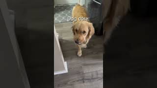 Dog core. #core #memes #dog