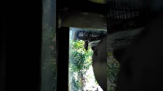 Download Lagu Suara unik perkutut lokal Satrio Pinayungan Alam Tegal MP3