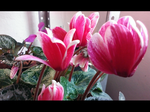SIKLAMEN BAKIMI (Cyclamen)