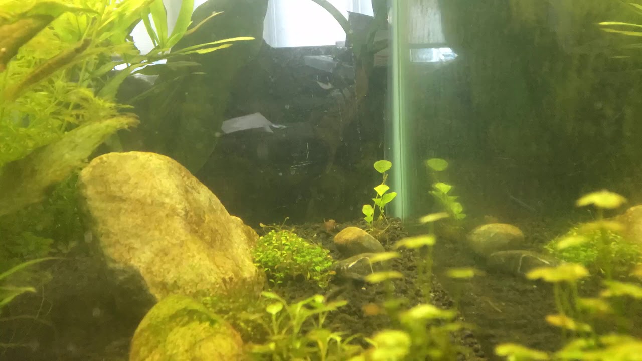 Aquarium time lapse