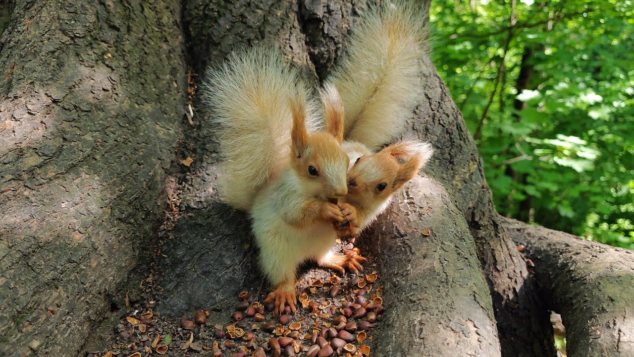Белые бельчата-близняшки 🤗🎧 White baby squirrel twins