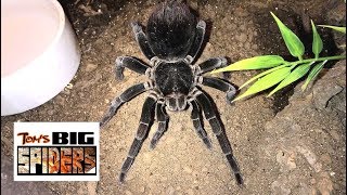 Big Girl Rehousings Featuring T. stirmi and P. antinous