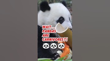Mind-Blowing Panda Facts You Never Knew! #shorts #pandafacts