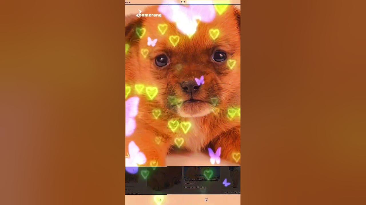 this-is-my-puppy-that-died-youtube