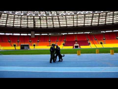 Подготовка кинологов